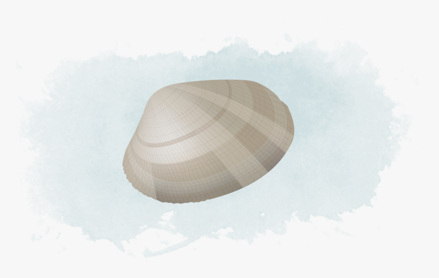 Baltic Clam, HD Png Download, Free Download