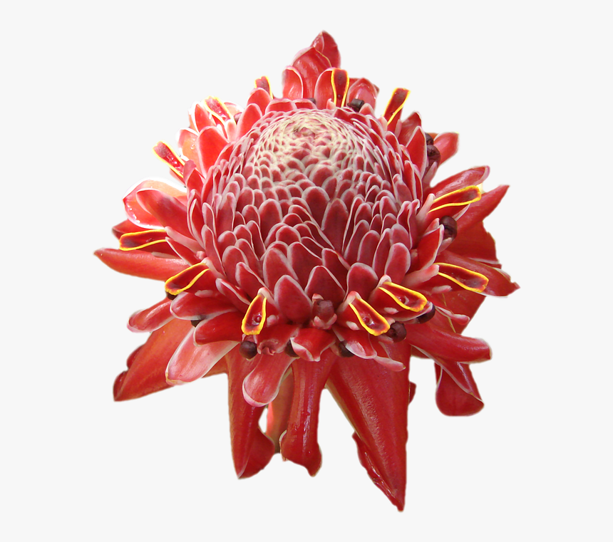 Flower, Tropical, Hawaii, Red, Orange, Petals, Bloom - Real Tropical Flowers Png, Transparent Png, Free Download