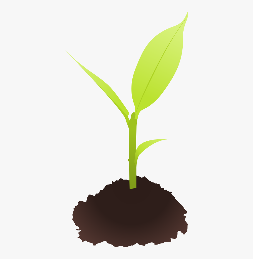 Plant Clipart Small Plant - Seedling Clipart, HD Png Download, Free Download