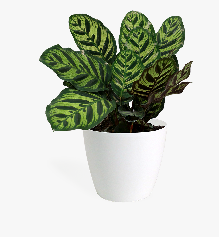 Calathea Makoyana Small - Flowerpot, HD Png Download, Free Download