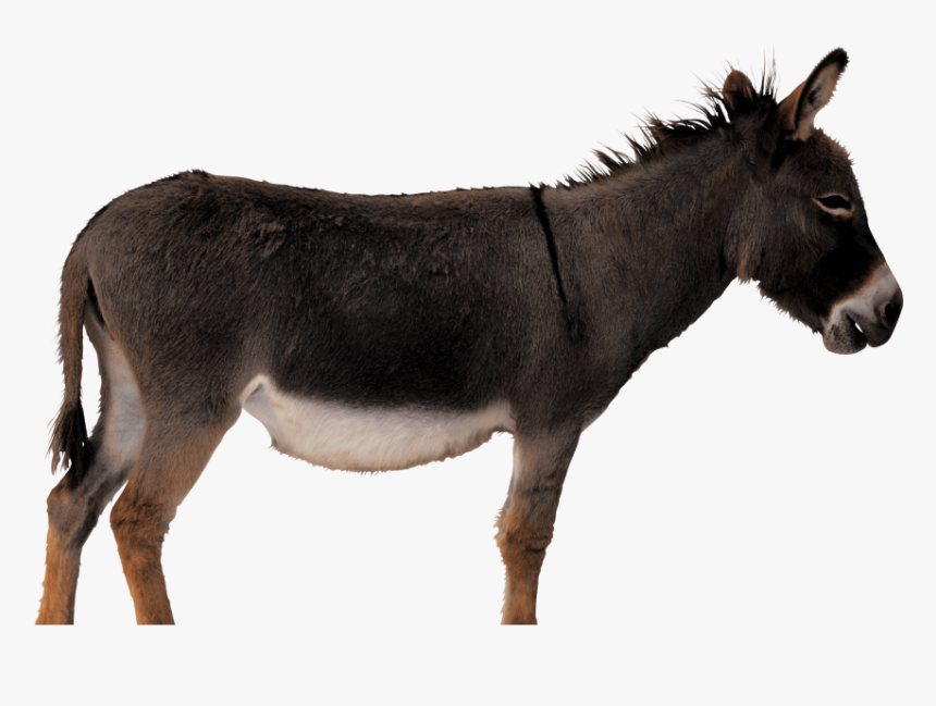 Donkey Transparent Background, HD Png Download, Free Download