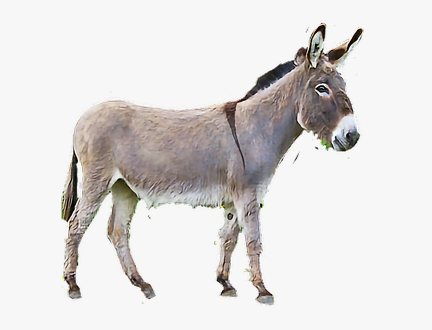 Esticker De Un Burro, HD Png Download, Free Download