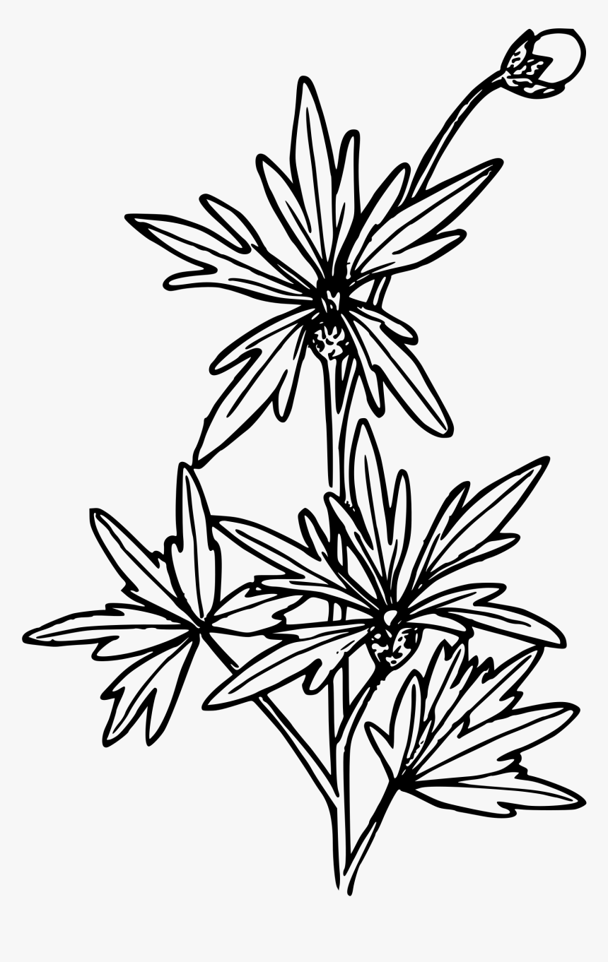 Small-flowered Fringecup Clip Arts - Illustration, HD Png Download, Free Download
