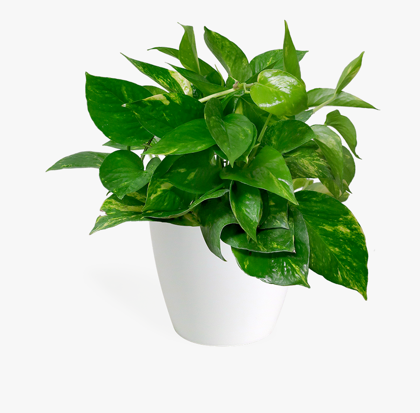 Golden Pothos With Pot Png, Transparent Png, Free Download