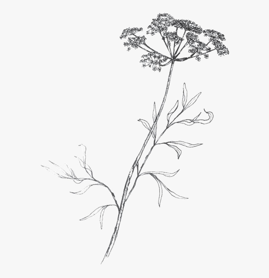 Twig And Briar Small Qal - Flower Twig Png, Transparent Png, Free Download