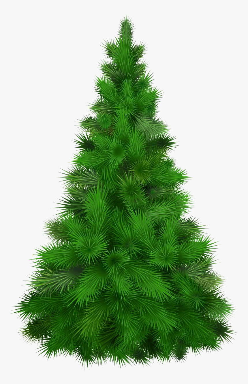 Christmas Pine Tree Transparent Png - Pine Christmas Tree Transparent, Png Download, Free Download