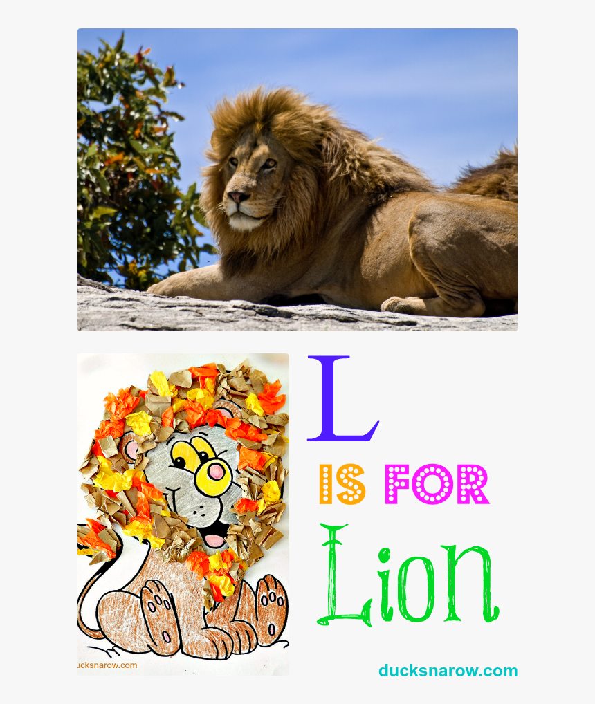 Lion Information In Marathi, HD Png Download, Free Download