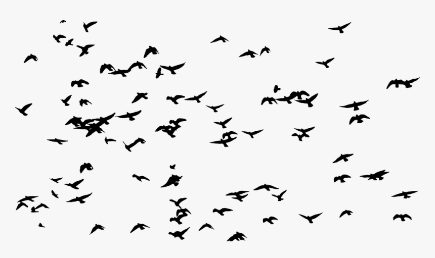 Birds, Flock, Silhouette, Animals, Flying, Migrating - Public Domain Birds Migrating, HD Png Download, Free Download