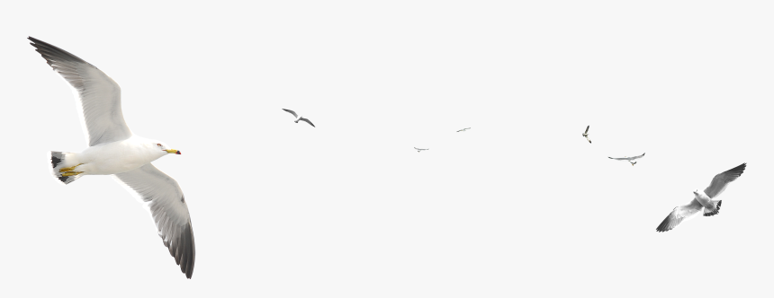 Gaviotas Animadas Png, Transparent Png, Free Download