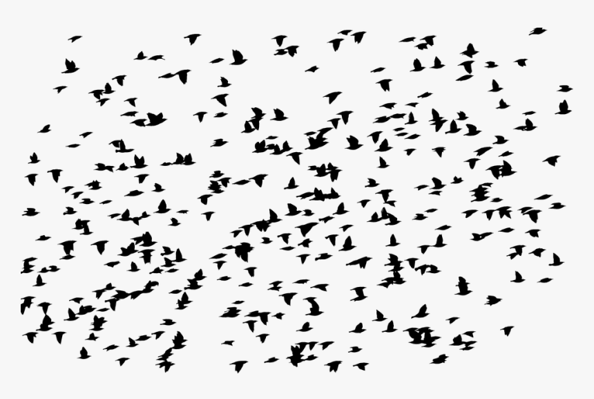 Birds, Flock, Silhouette, Animals, Flying, Migrating - Birds At Asheville Airport, HD Png Download, Free Download