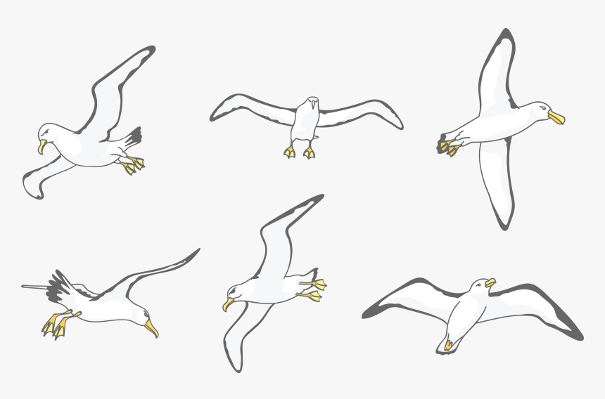 Download Albatross Drawing Wing - Flock, HD Png Download, Free Download