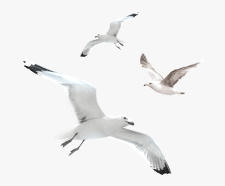 Flock Of Seagulls Png, Transparent Png, Free Download