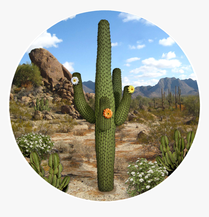 Hedgehog Cactus, HD Png Download, Free Download