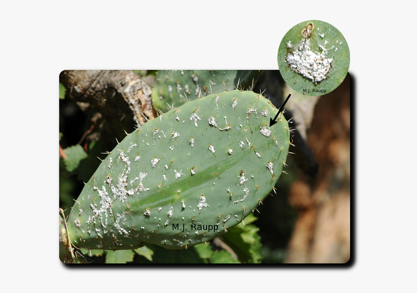 Cochineal Insect On A Opuntia Cactus - Cochineal Insects, HD Png Download, Free Download