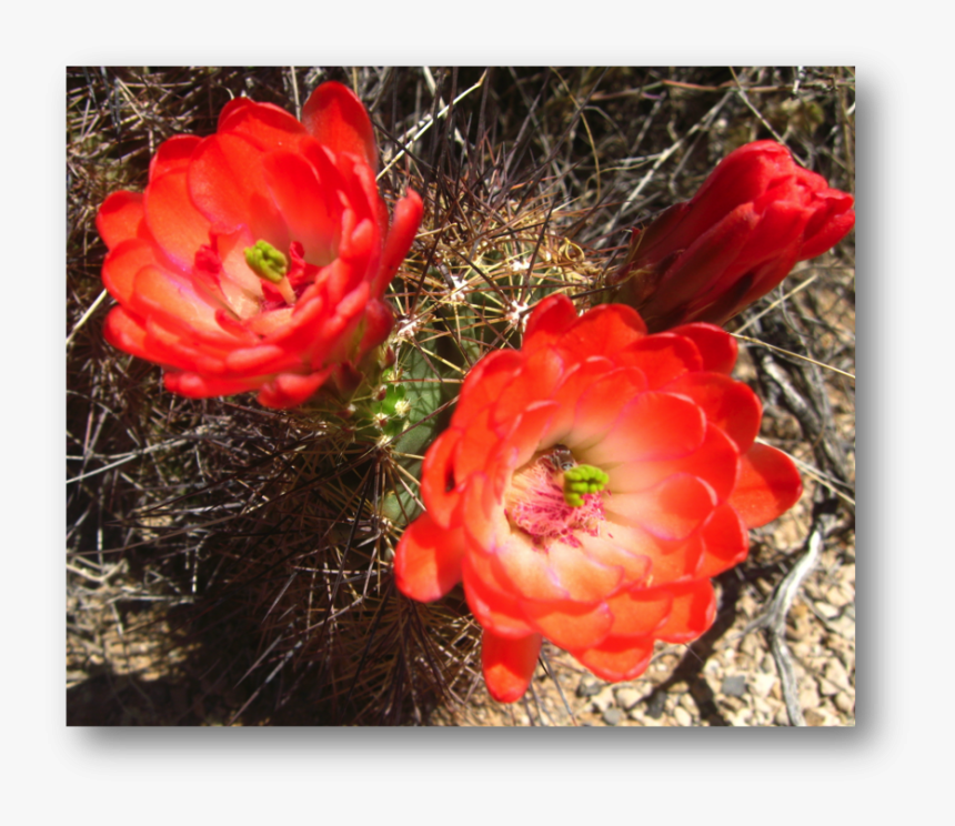 Scarlet Hedgehog Cactus Echinocereus Coccineus - Large-flowered Cactus, HD Png Download, Free Download