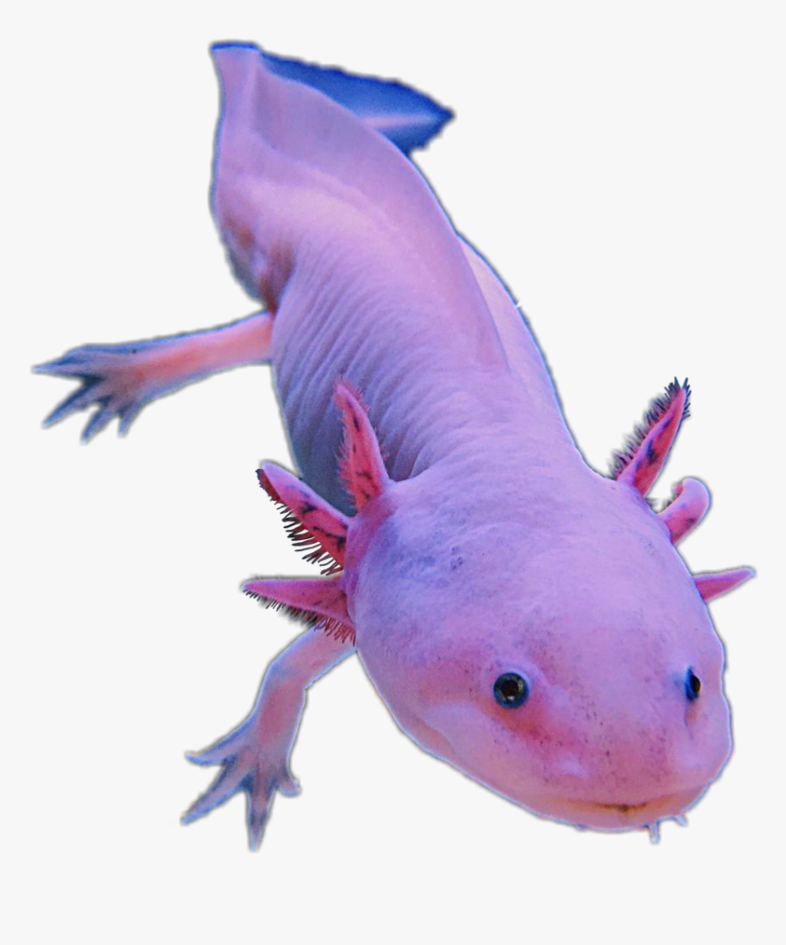 Download Axolotl Amphibians Pink Cute Animal Sticker, HD Png Download, Free Download