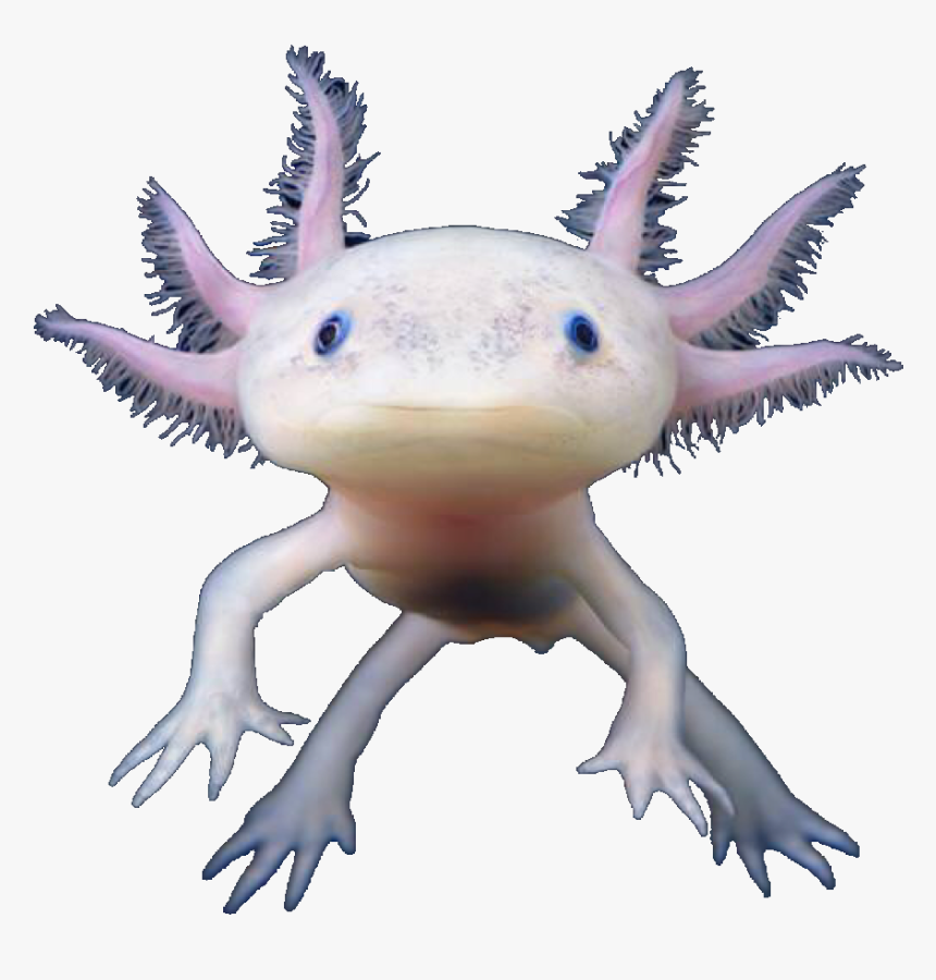 Transparent Axolotl Png - Axolotl Transparent Background, Png Download, Free Download