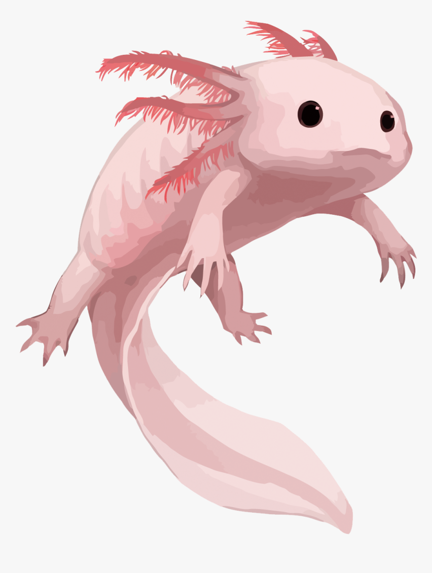 Axolotl Clipart, HD Png Download, Free Download