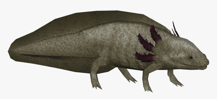 Zoo Tycoon 2 Axolotl , Png Download - Axolotl Hd Transparent Bg, Png Download, Free Download