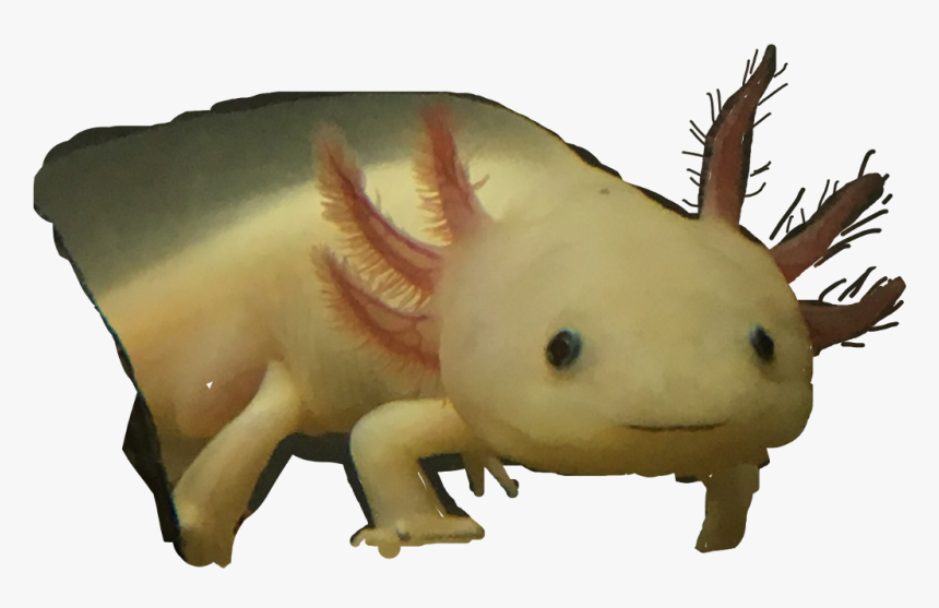 #axolotl - Axolotl, HD Png Download, Free Download