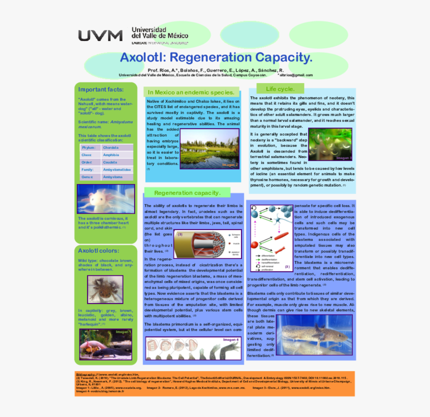 Cedh Uvm Coyoacan, HD Png Download, Free Download