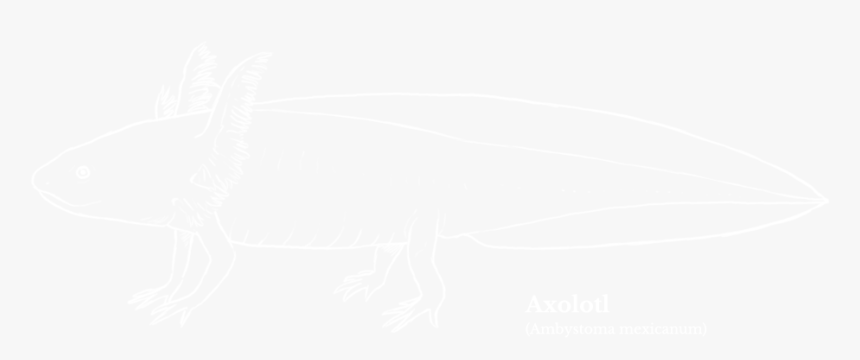 Axolotl - Ambystoma Mexicanum - Johns Hopkins White Logo, HD Png Download, Free Download