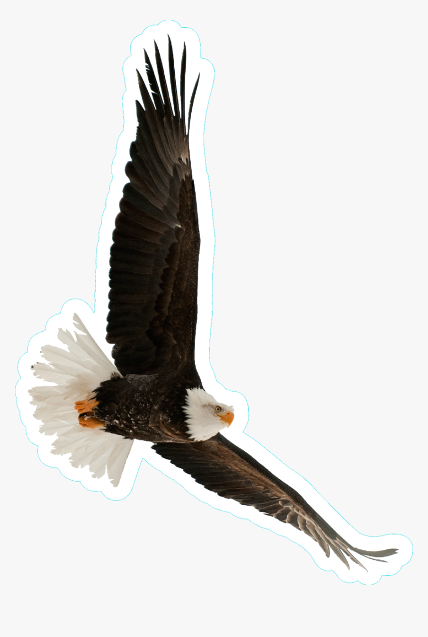 Bald Flying Sticker - Aguilas Volando Fondo Blanco, HD Png Download, Free Download