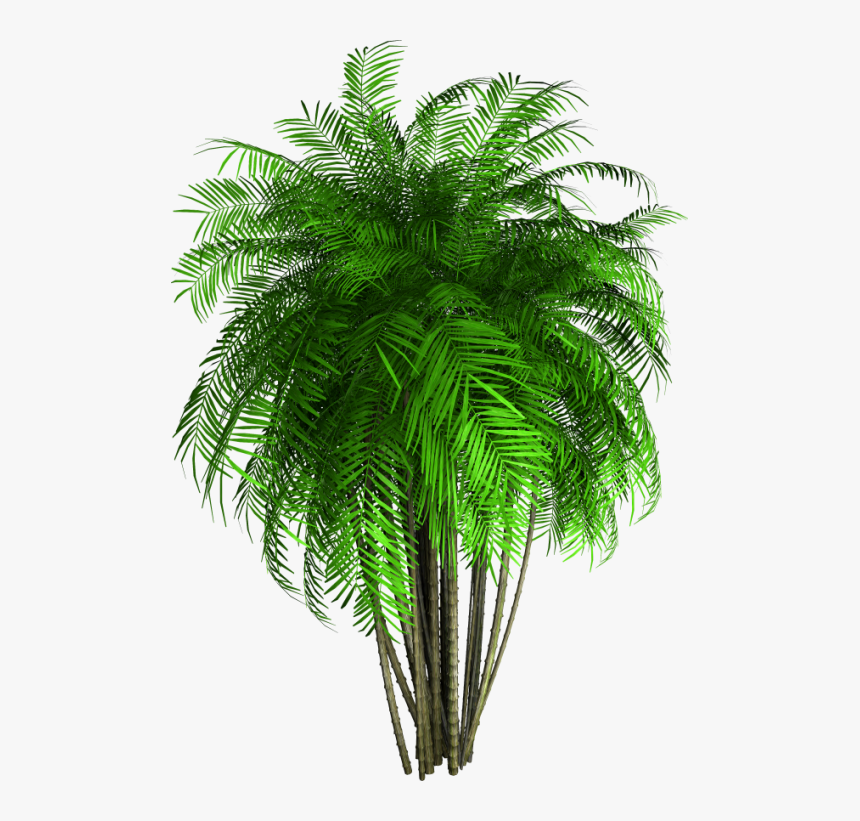Bamboo Tree Png , Png Download - Arbre Png, Transparent Png, Free Download