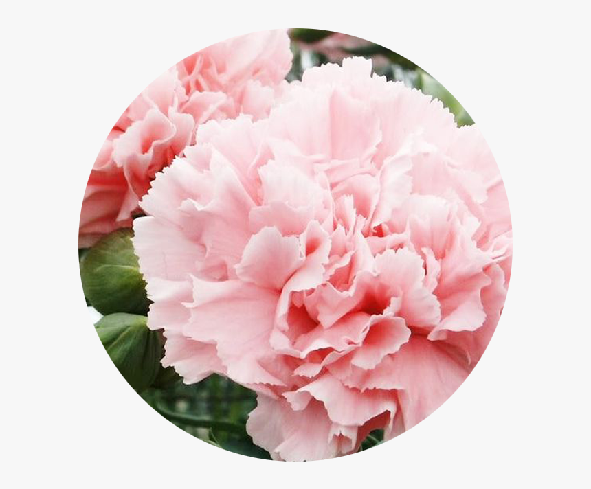 Welcome To Our New Online Store - Carnation La France, HD Png Download, Free Download