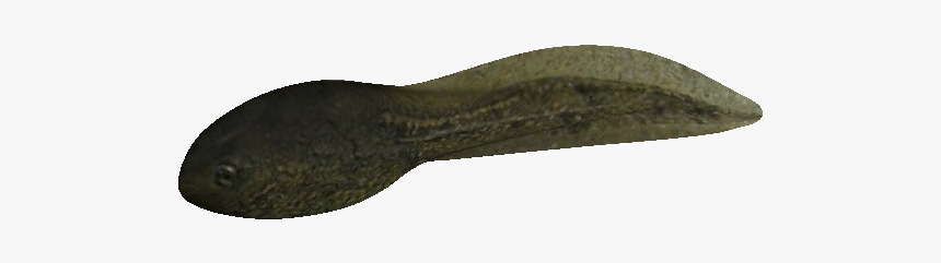 Tadpole Png - Http - //nickgrant - Id - Au/images/tadpole - Throwing Knife, Transparent Png, Free Download