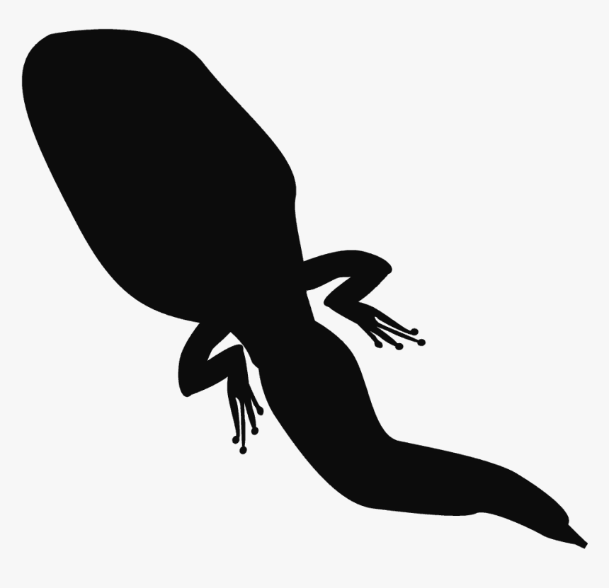 Frog Silhouette Tadpole Amphibian - Tadpole Silhouette, HD Png Download, Free Download