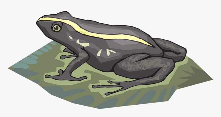 Amphibian Tadpole Clip Art Strong Cliparts Ⓒ - White And Black Striped Frog, HD Png Download, Free Download