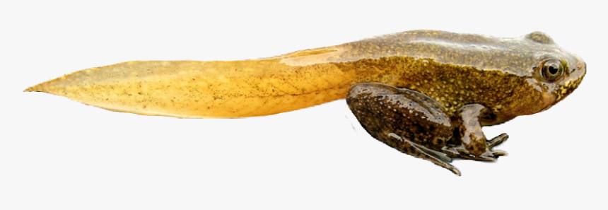 Tadpole Baby Frog, HD Png Download, Free Download