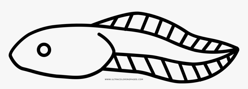 Tadpole Coloring Page - Imagenes De Renacuajos Para Dibujar, HD Png Download, Free Download