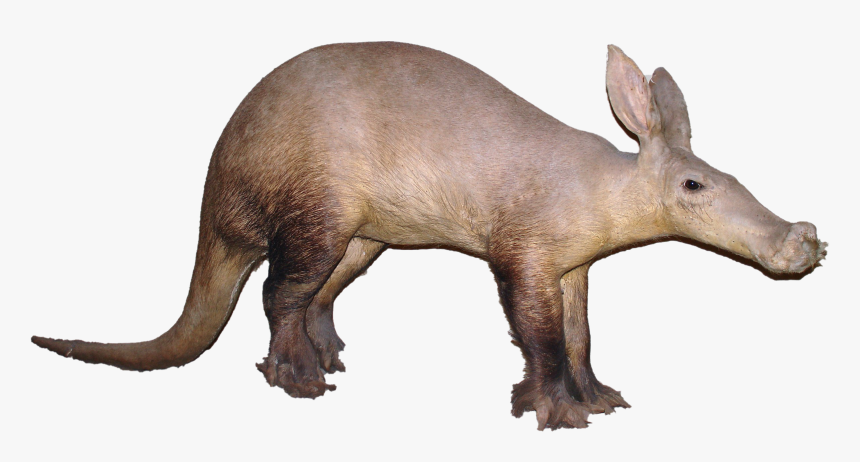 Aardvark Png Image Hd - Aardvark In Socks, Transparent Png, Free Download