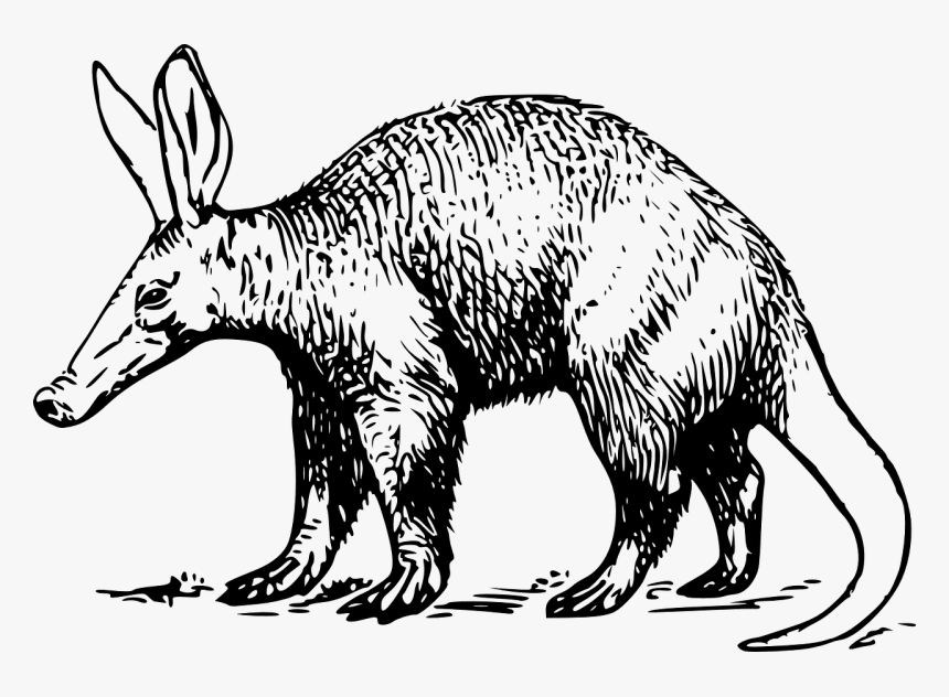 Aardvark Clipart Black And White, HD Png Download, Free Download