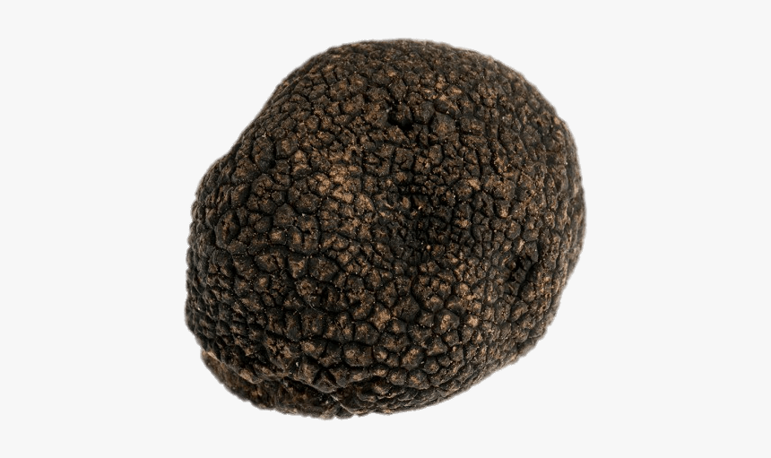 Black Truffle - Crochet, HD Png Download, Free Download