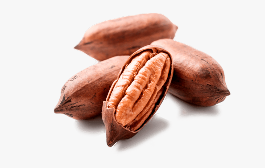 Pecan Nut Png, Transparent Png, Free Download