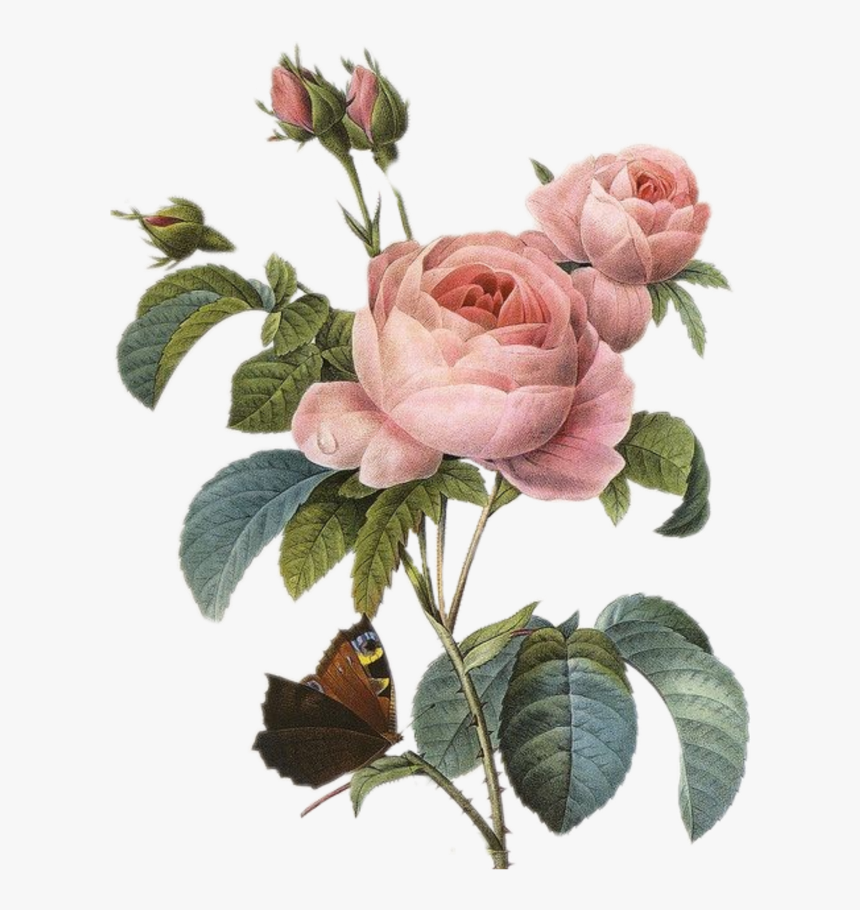 #tumblr #spring #vintage #flower #flowers #flowerart - English Rose Botanical Illustration, HD Png Download, Free Download