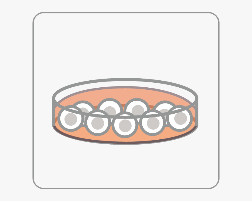 About Us Abm Inc - Cell Culture Plate Cartoon, HD Png Download, Free Download