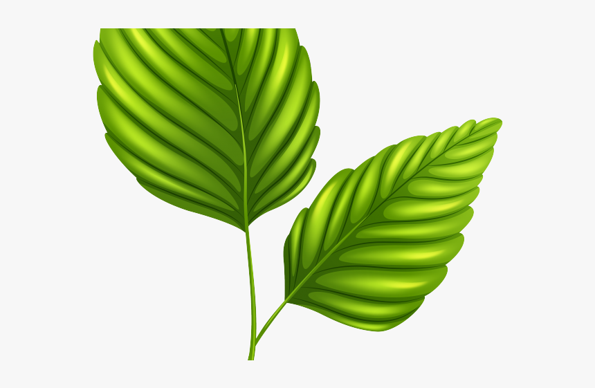 Clipart 2 Leaves, HD Png Download, Free Download