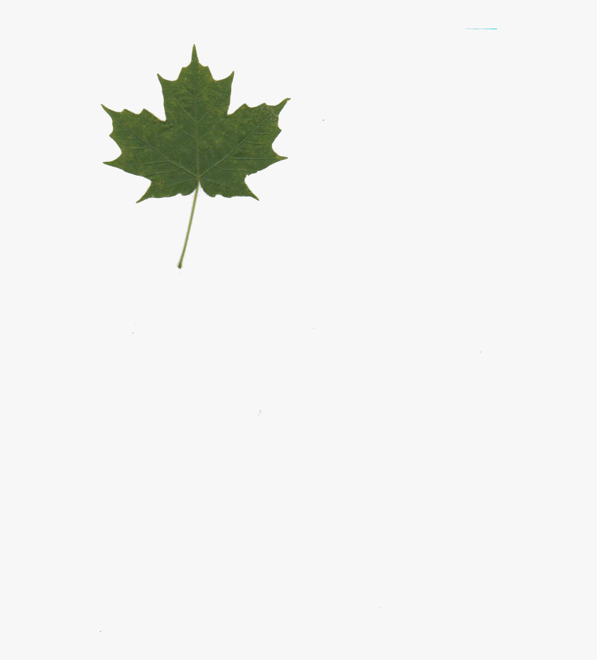 Maple Png -maple Leaf No Background - Maple Leaf, Transparent Png, Free Download