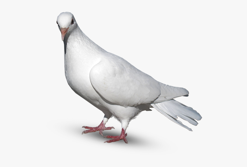 Pigeon Png For Editing, Transparent Png, Free Download