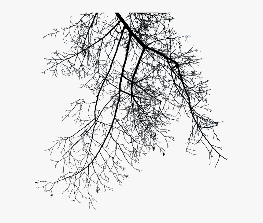 Branch Png File - Winter Tree Branches Png, Transparent Png, Free Download
