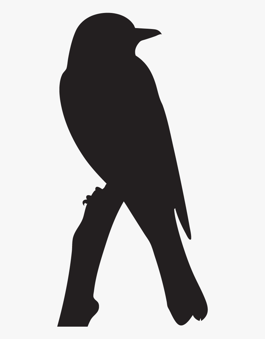 Scissortail Flycatcher Silhouette, HD Png Download, Free Download