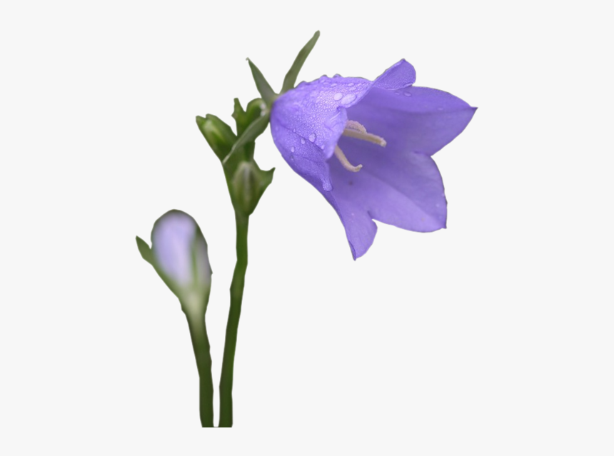 Single Bellflower, Campanula Png - Balloon Flower, Transparent Png, Free Download