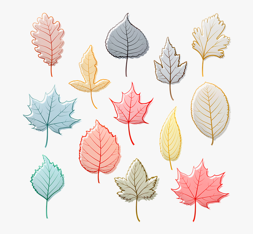 Autumn Leaves, Fall Leaf, Maple, Birch, Oak, Autumn - Maple Leaf, HD Png Download, Free Download