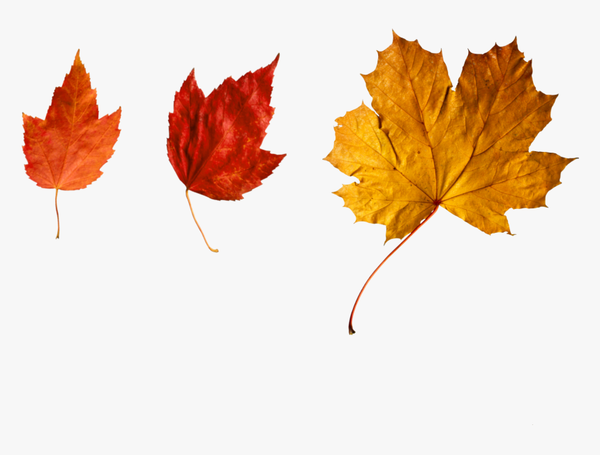 More - Fall Leaves Falling, HD Png Download, Free Download
