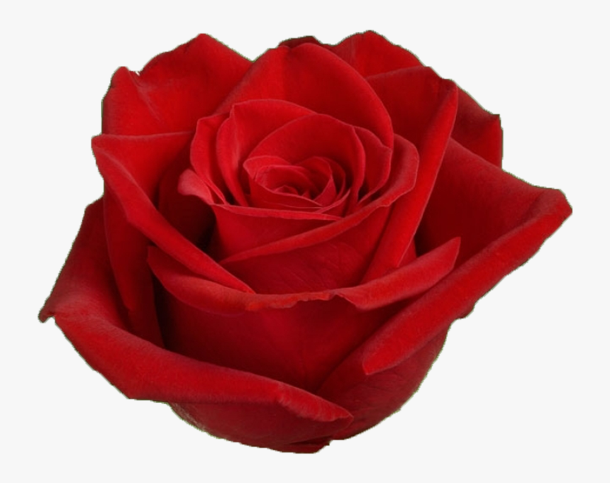 Red Freedom Roses, HD Png Download, Free Download
