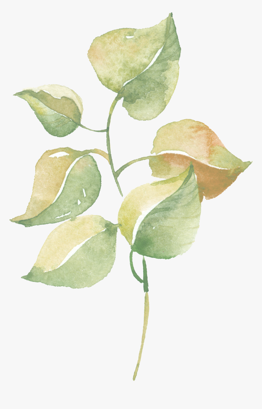 Transparent Watercolor Greenery Png - Vẽ Lá Cây Màu Nước, Png Download, Free Download